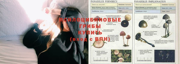 шишки Магадан